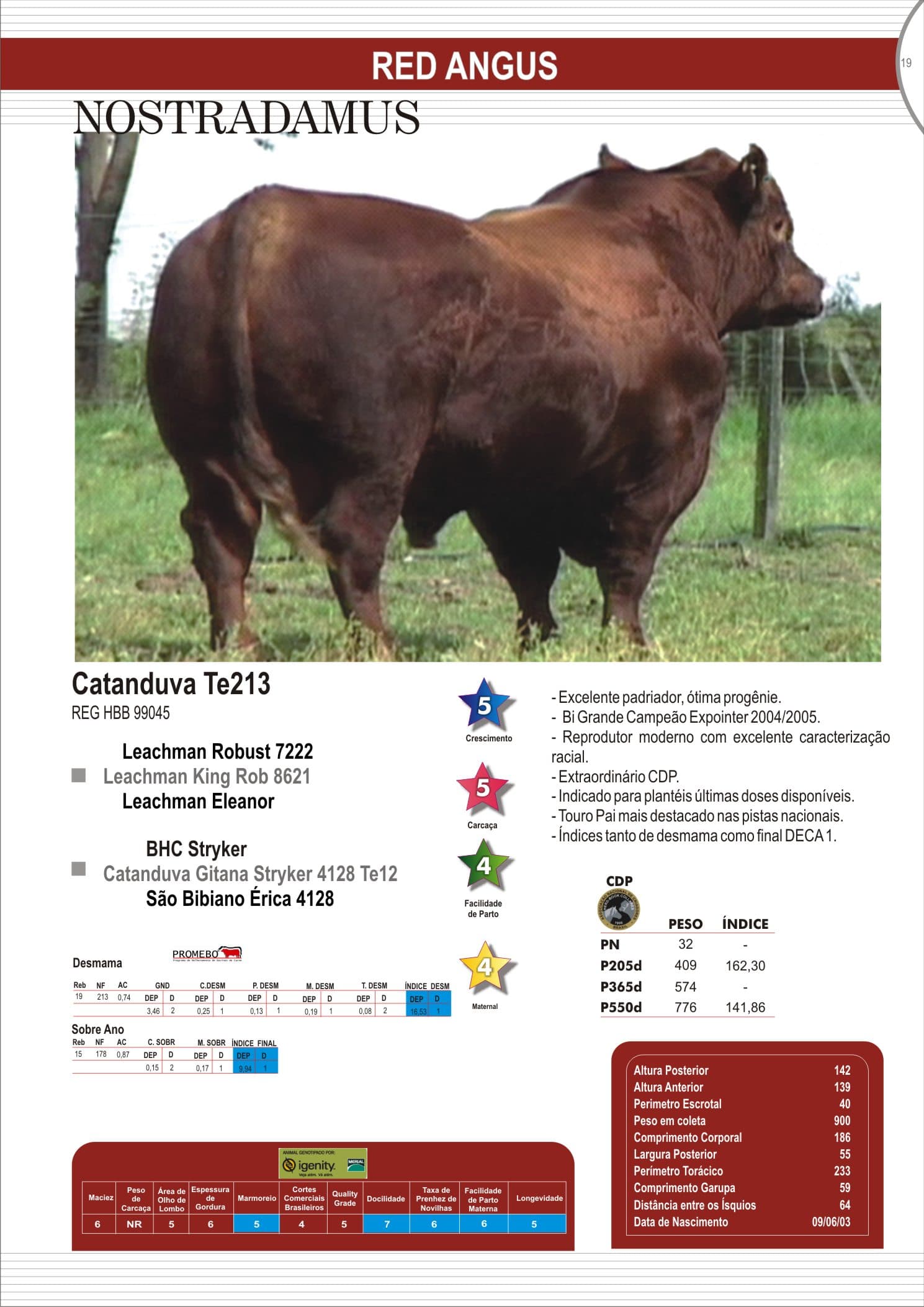 Touro Nostradamus da raça Red Angus