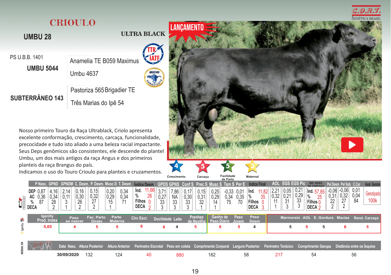 Touro CRIOULO da raça Ultra Black
