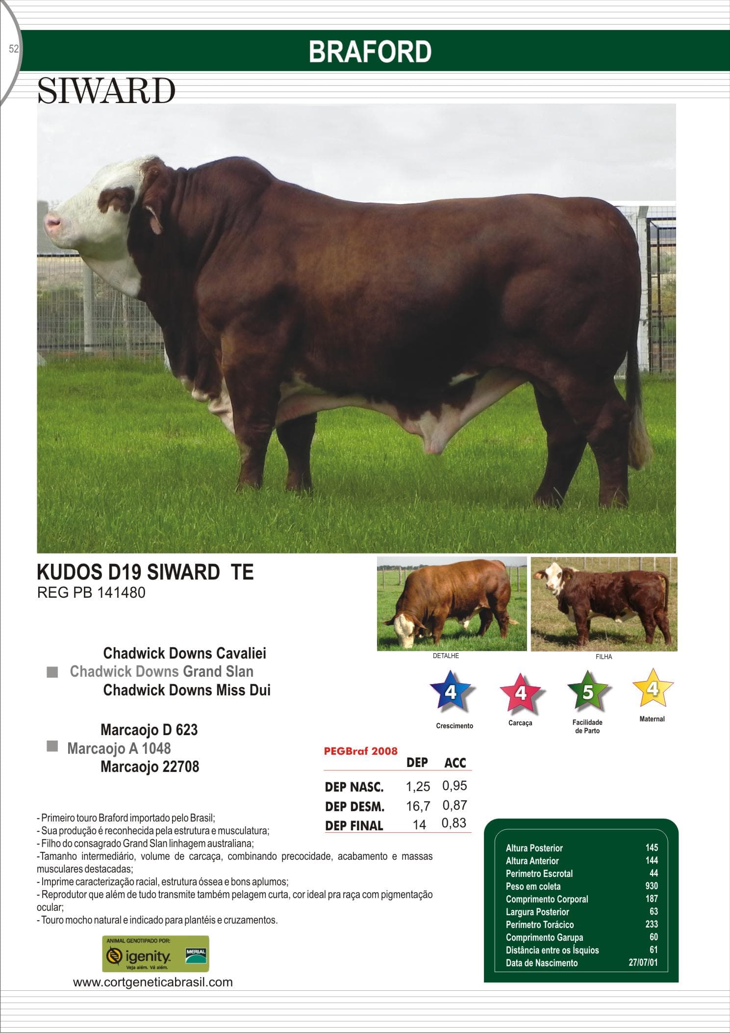 Touro Siward da raça Braford