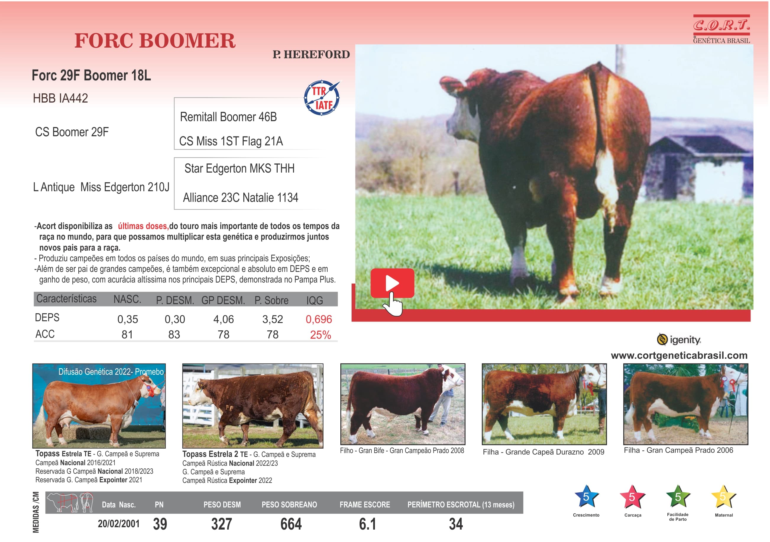 Touro FORC BOOMER da raça Polled Hereford