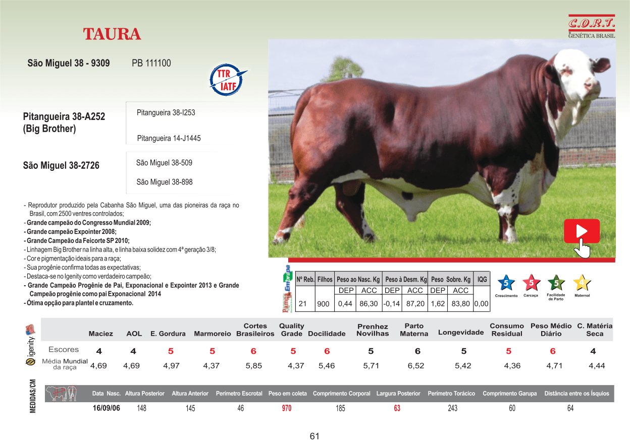 Touro TAURA