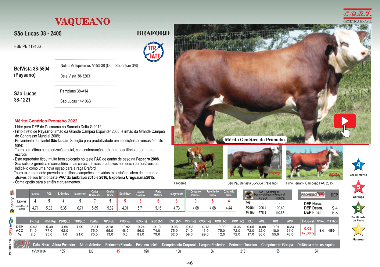 Touro VAQUEANO da raça Braford