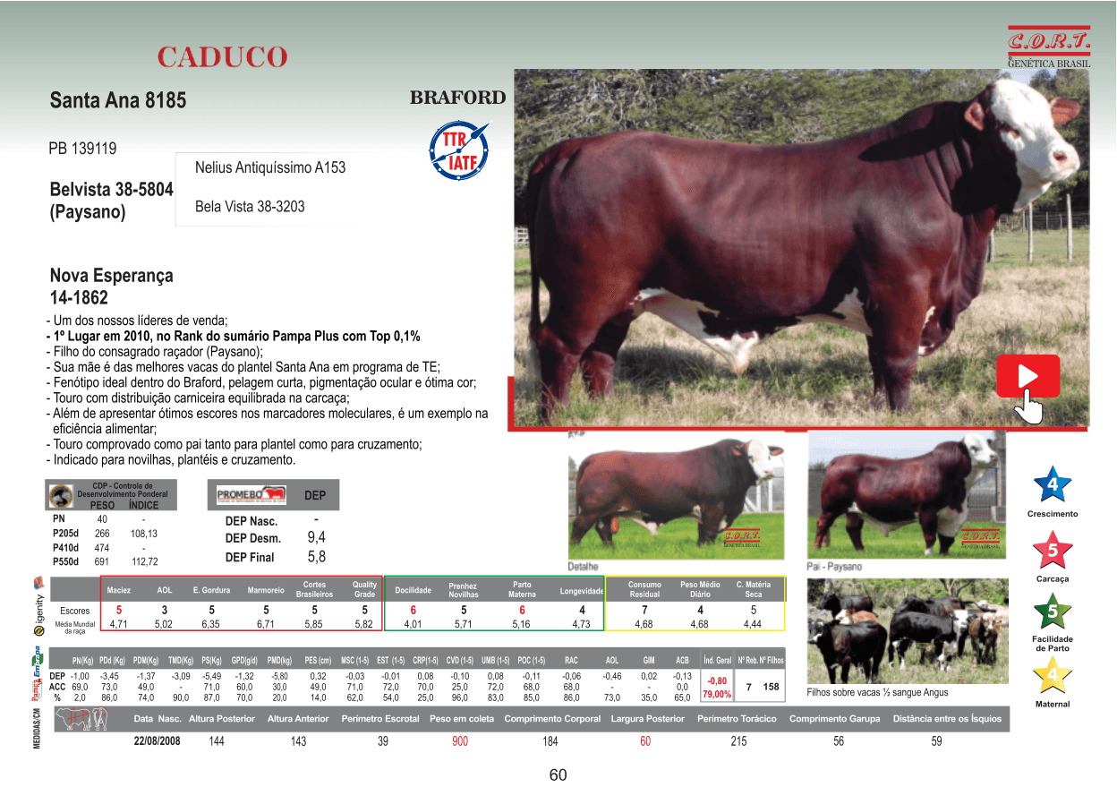 Touro CADUCO da raça Braford