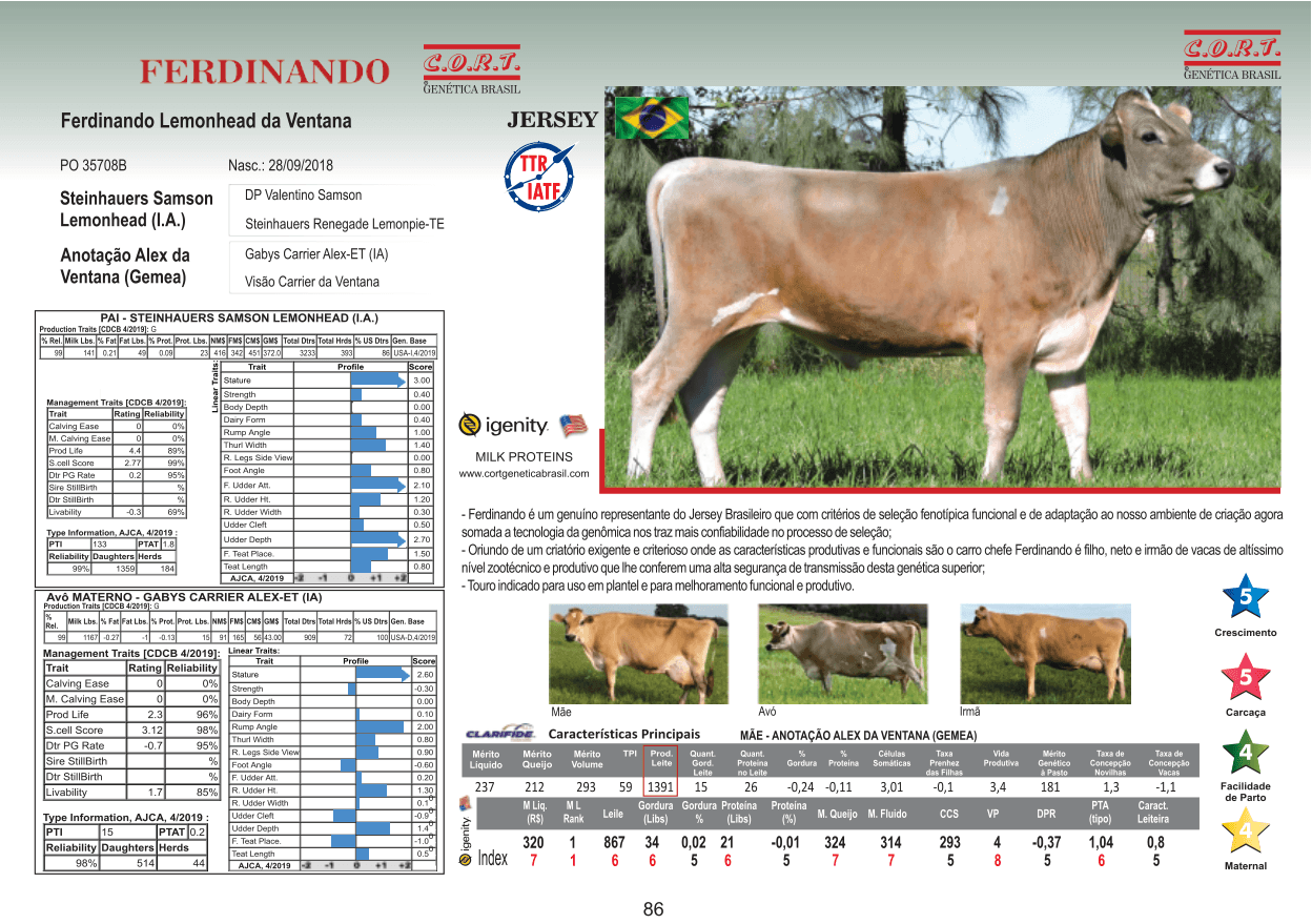 Touro FERDINANDO da raça Jersey