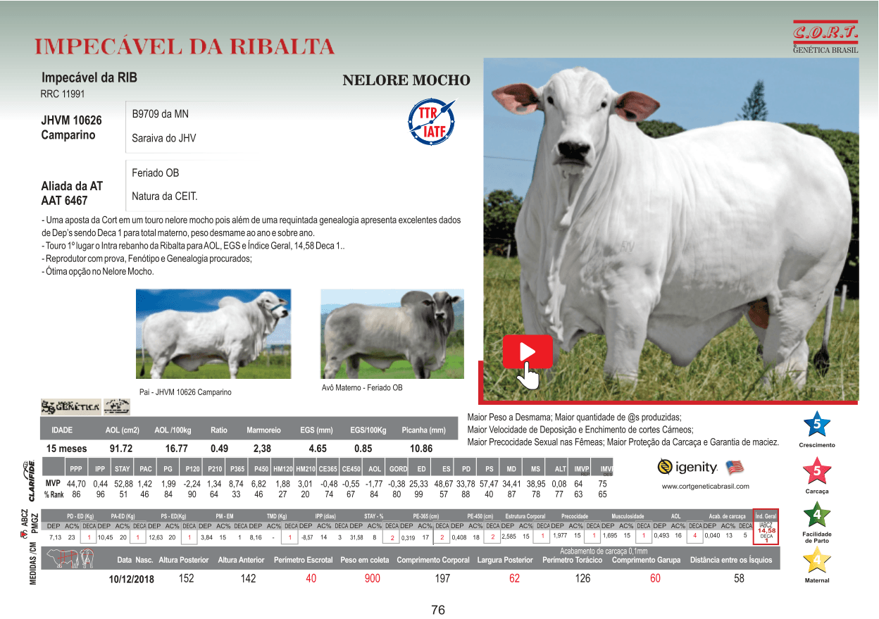 Touro IMPECÁVEL DA RIBALTA