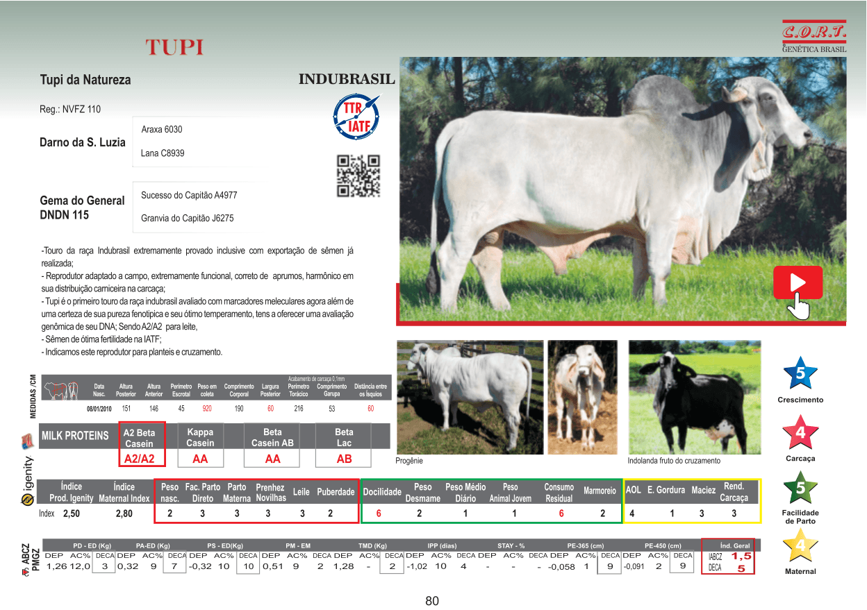 Touro TUPI da raça Indubrasil