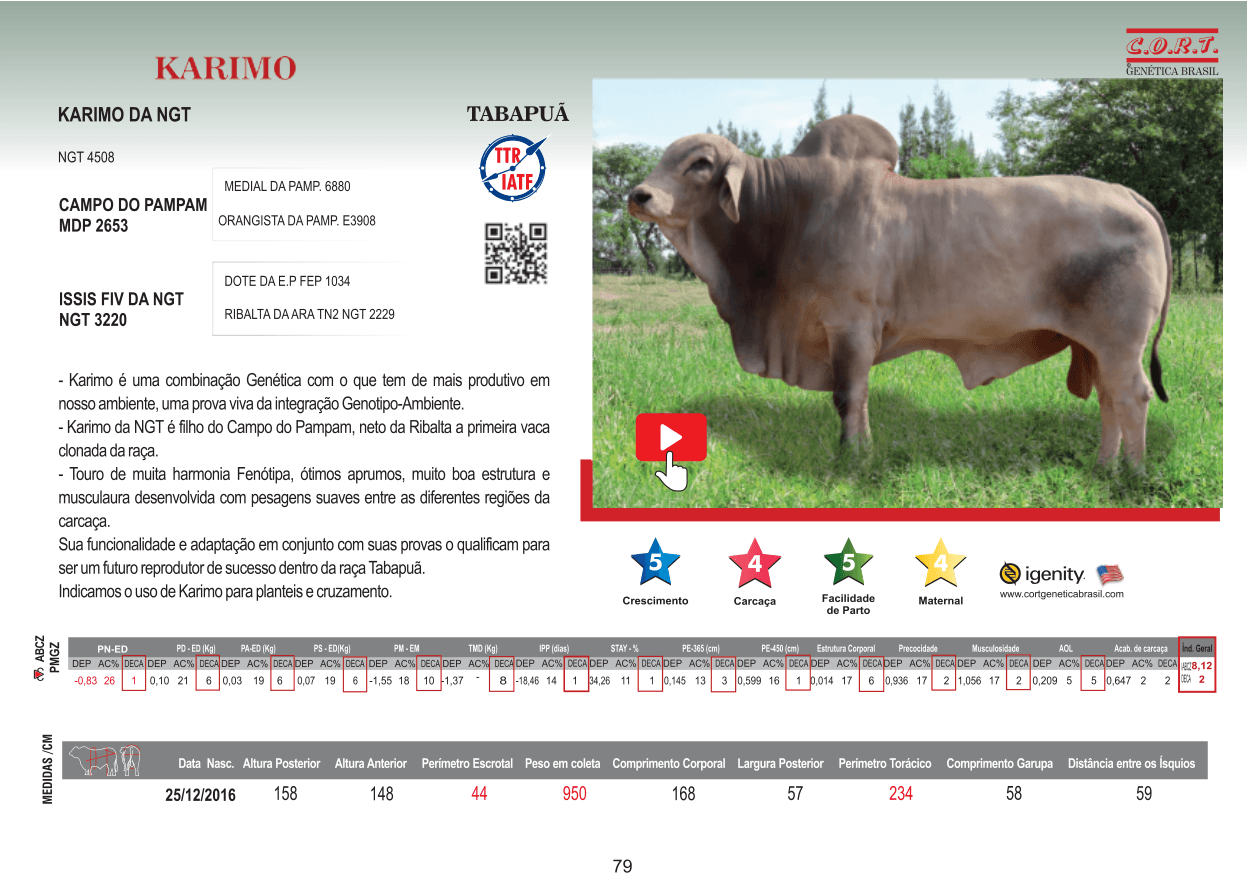 Touro KARIMO da raça Tabapuã