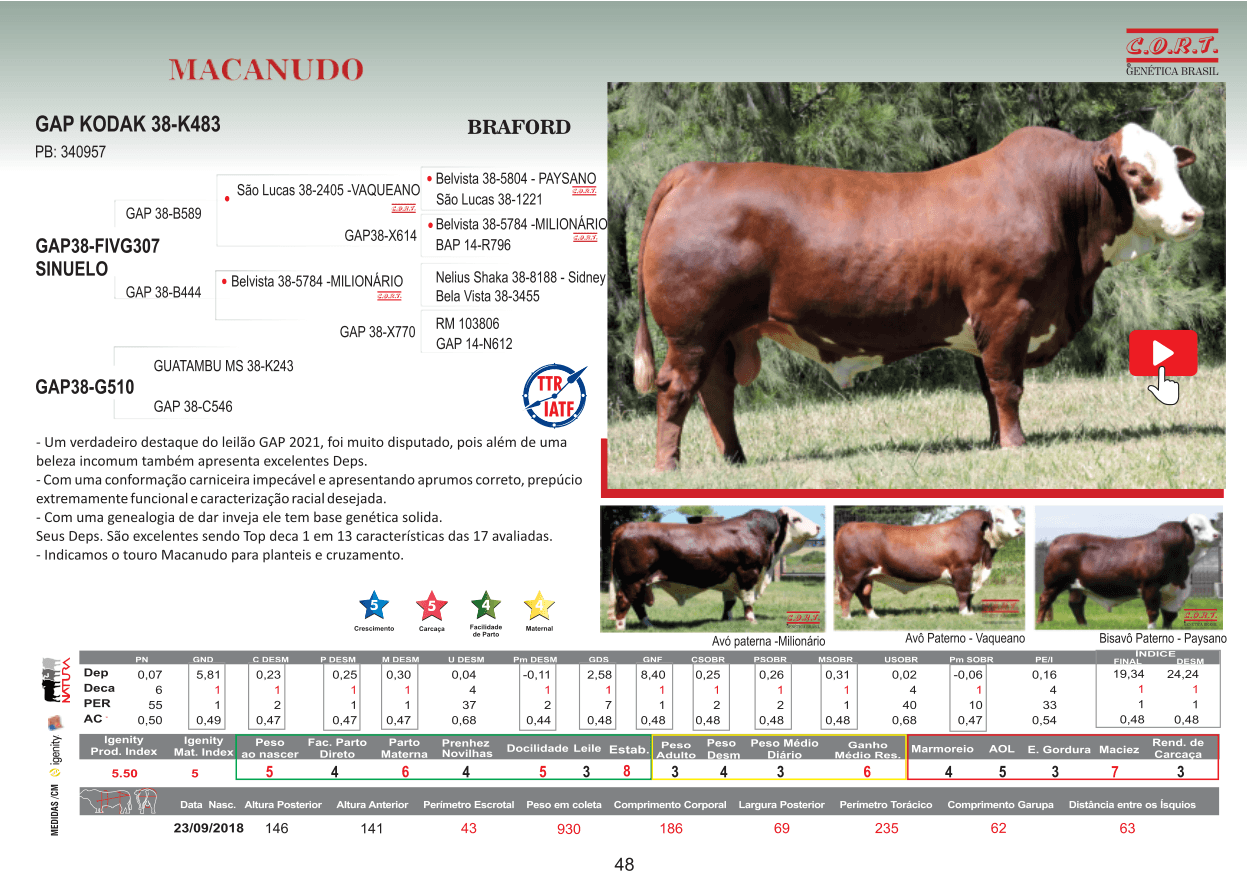 Touro MACANUDO da raça Braford