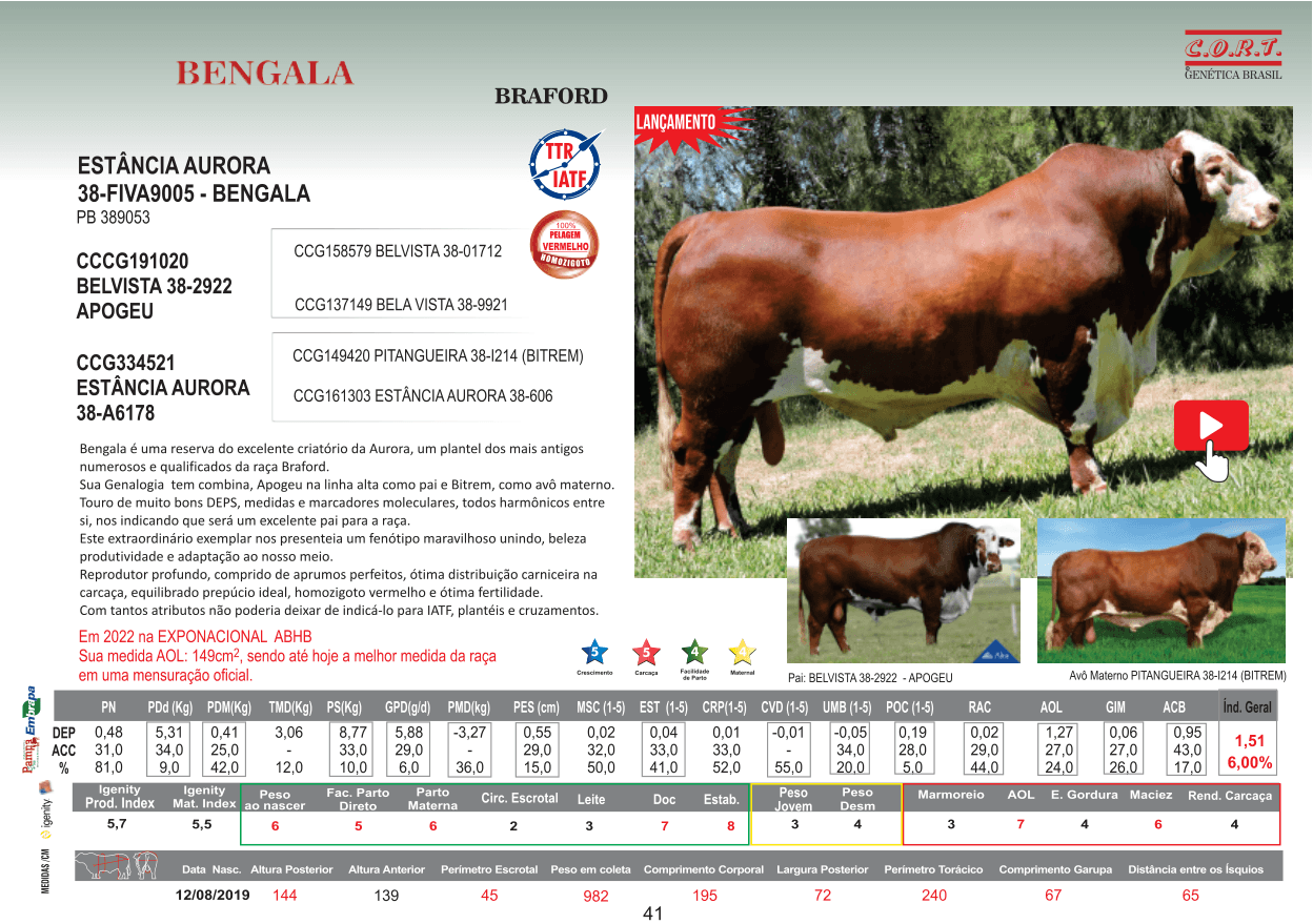 Touro BENGALA da raça Braford