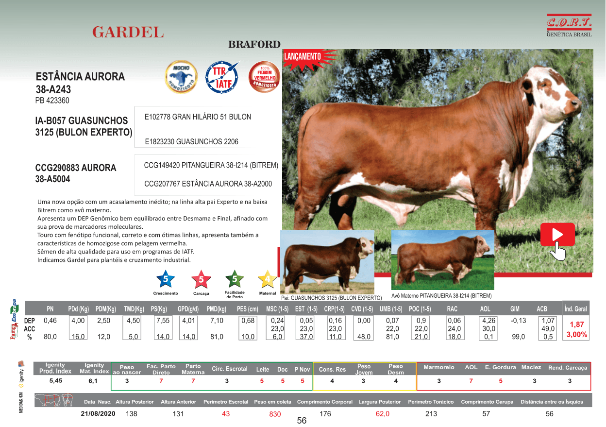 Touro GARDEL da raça Braford