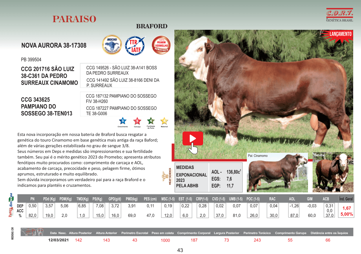 Touro PARAISO da raça Braford