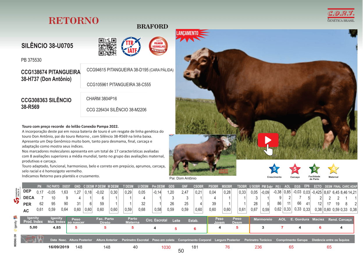 Touro RETORNO da raça Braford
