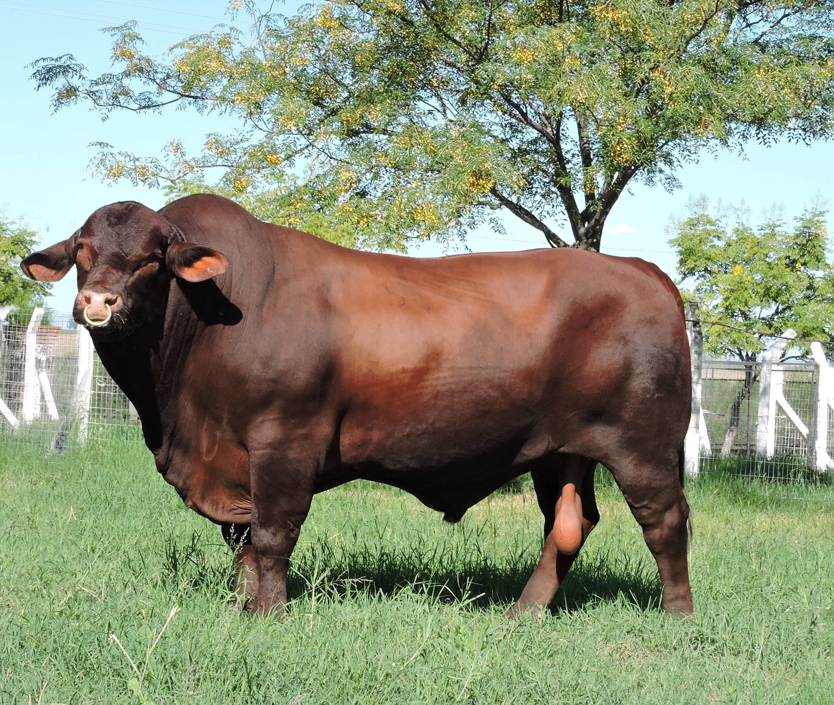 Touro VIKING da raça Santa Gertrudes